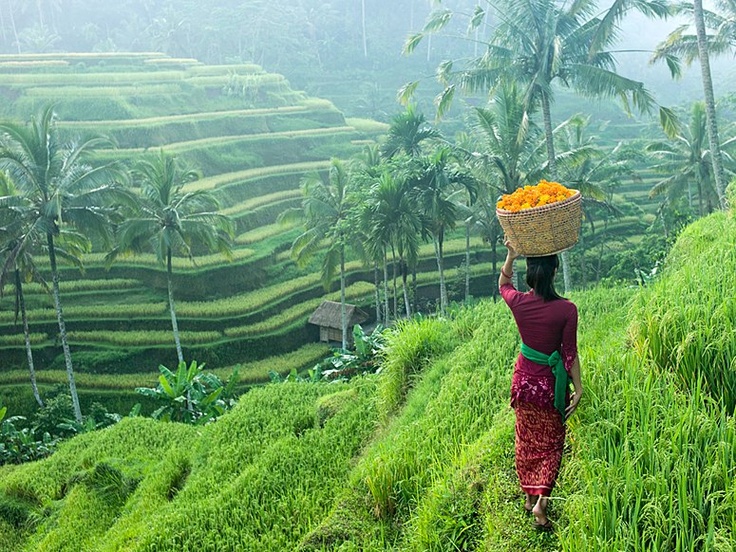 Ubud-Rice-Fields